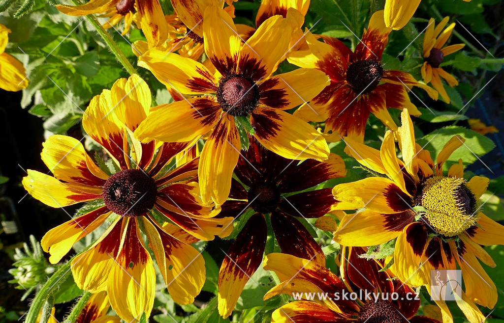 Rudbeckia hirta ´Denver Daisy´