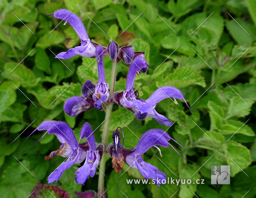 Salvia miltiorrhiza ´Red Sage´