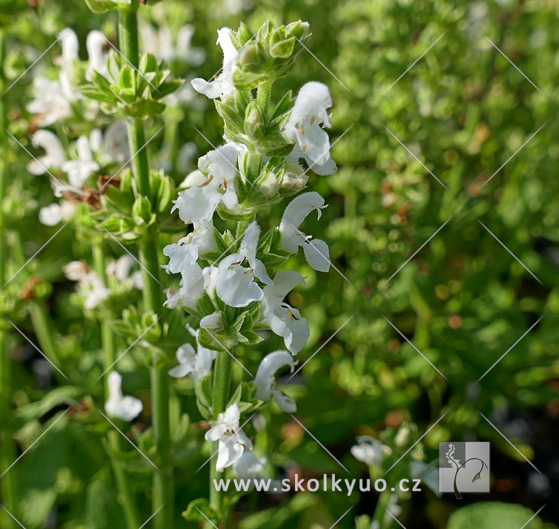 Salvia nemorosa ´Merleau White´