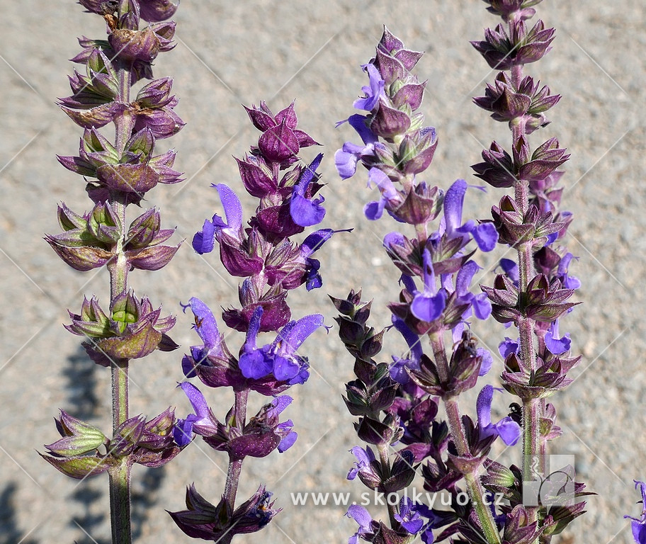 Salvia nemorosa ´Blaukönigin´