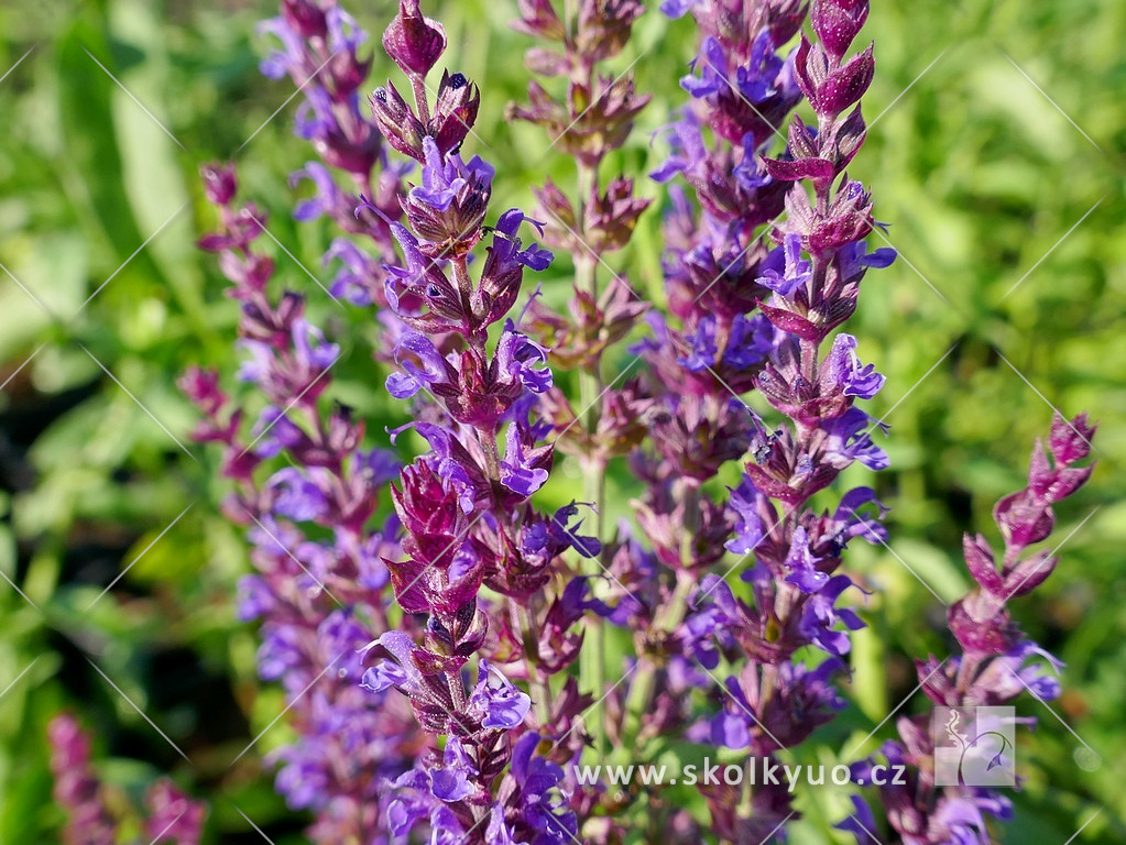 Salvia nemorosa ´Ostfriesland´