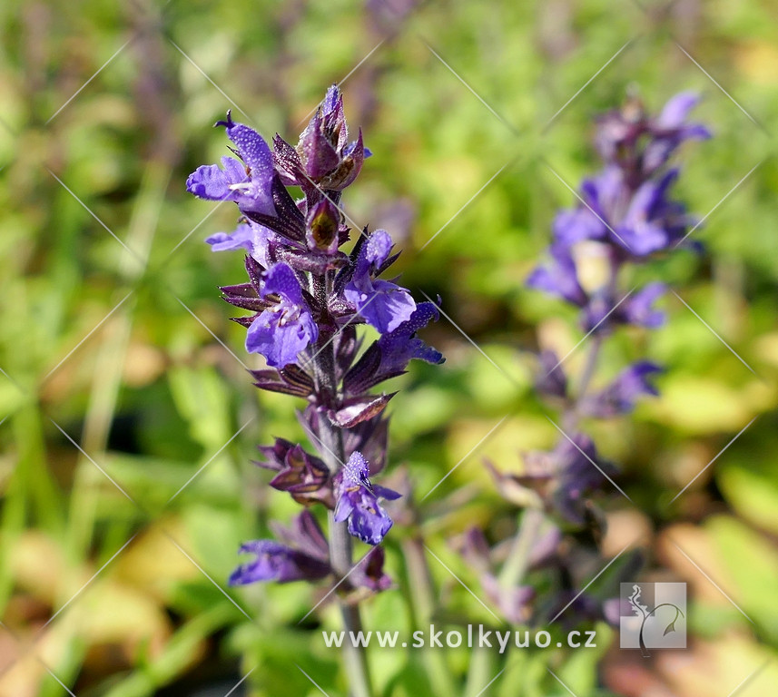 Salvia nemorosa ´Synchro Blue´