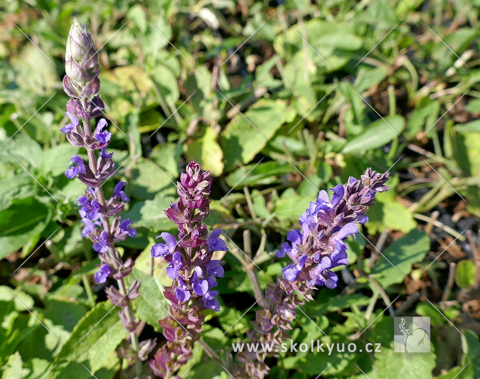 Salvia nemorosa ´Violet Queen´