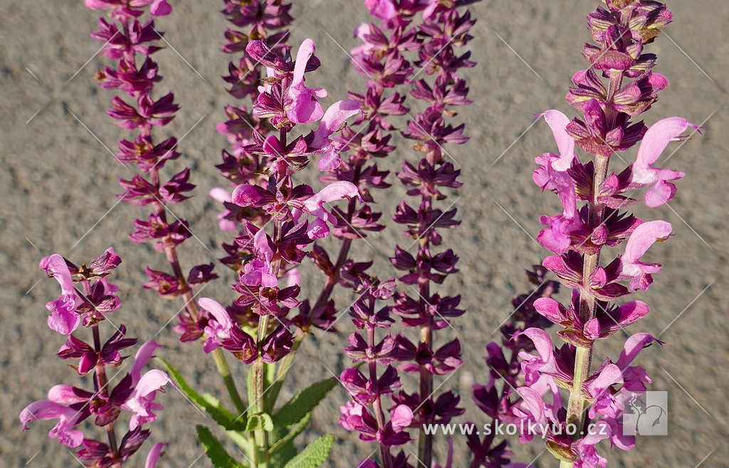 Salvia nemorosa ´Sensation® Medium Deep Rose´