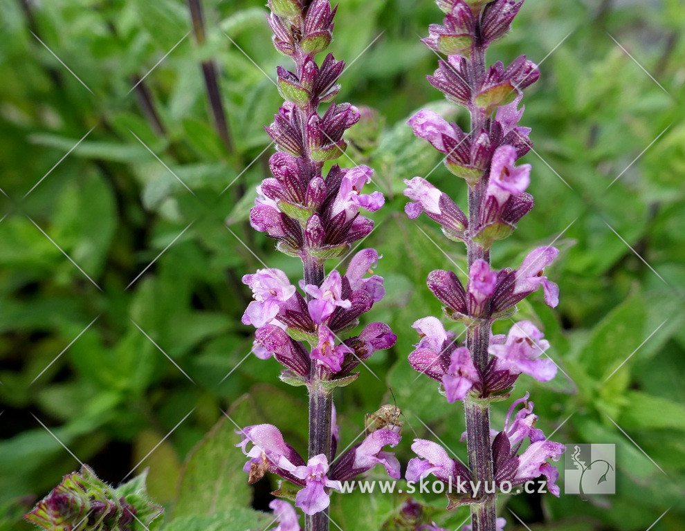 Salvia nemorosa ´Bordeau Rose´