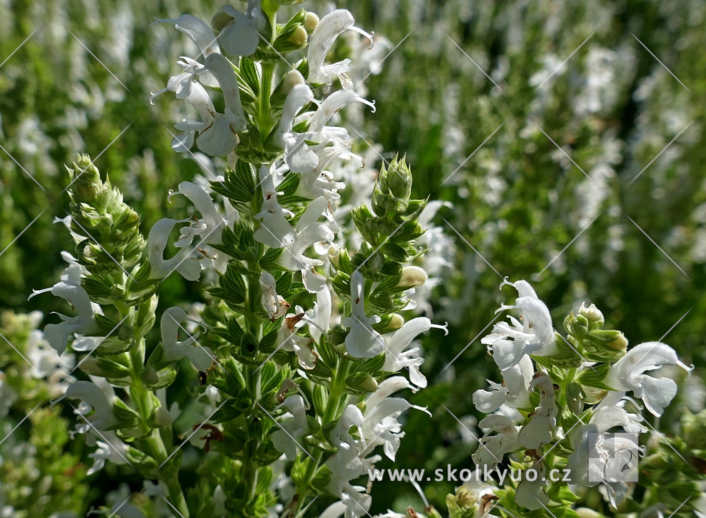 Salvia nemorosa ´Schneehügel´