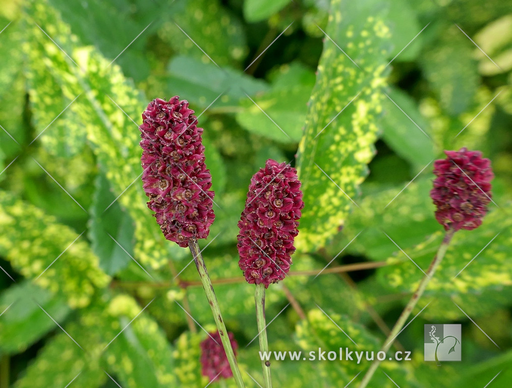 Sanguisorba obtusa ´Lemon Splash´
