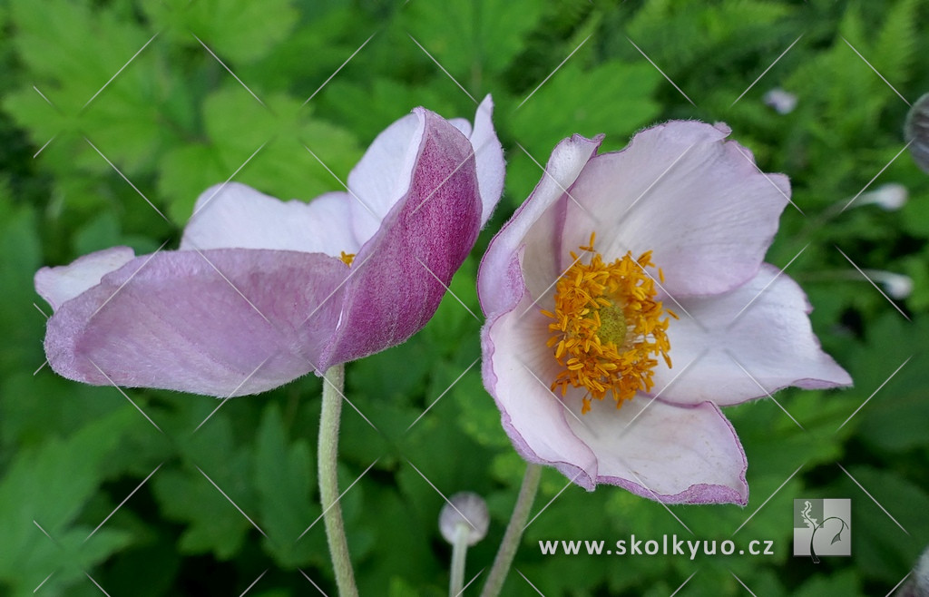 Anemone hupehensis ´Hadspen Abundance´