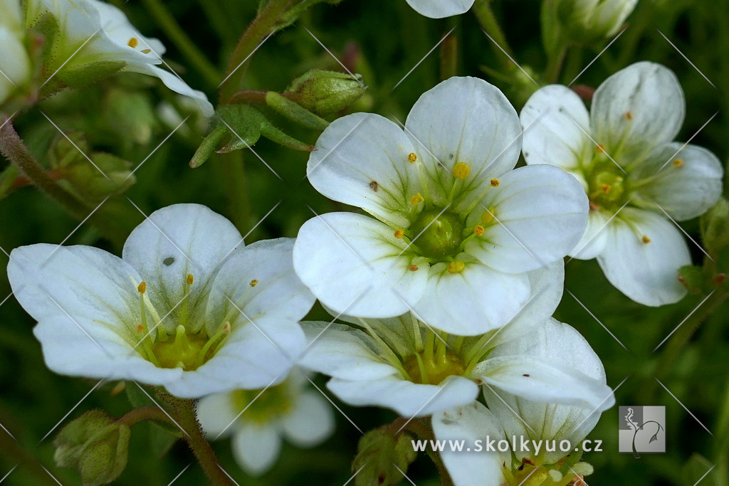 Saxifraga x arendsii ´Carpet White´