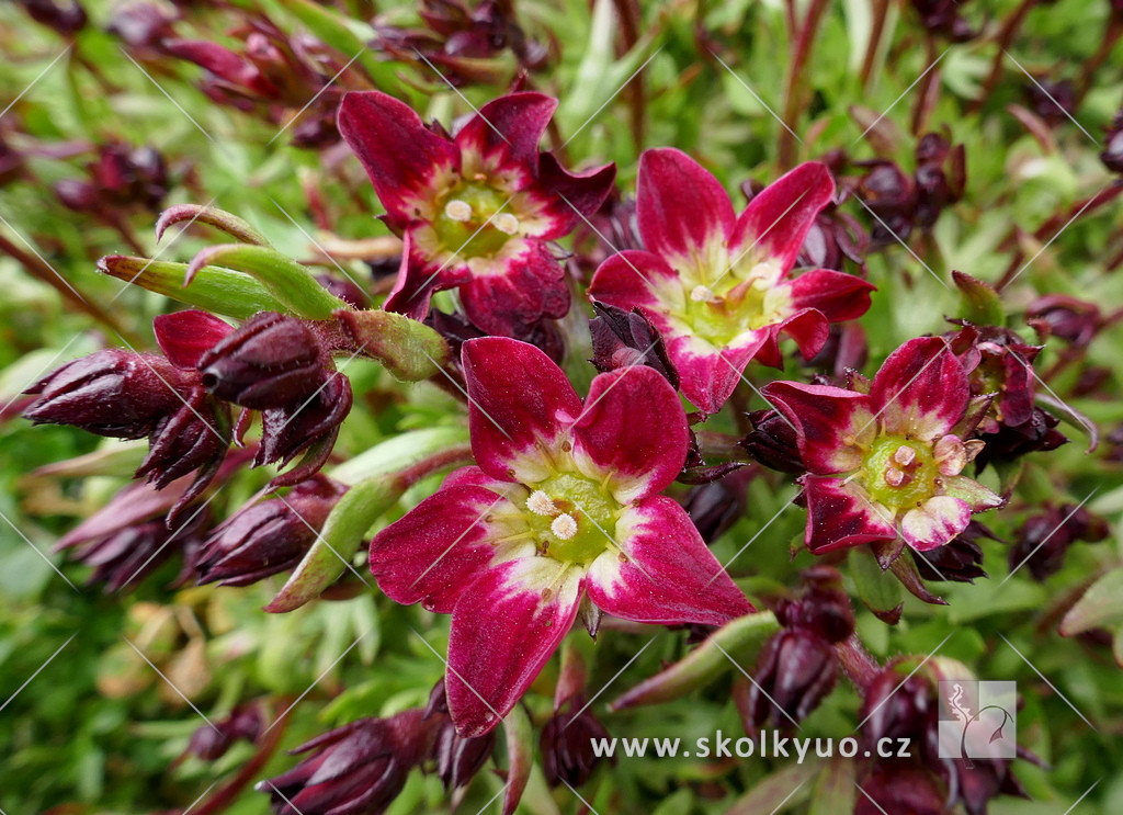 Saxifraga x arendsii ´Highlander Red´
