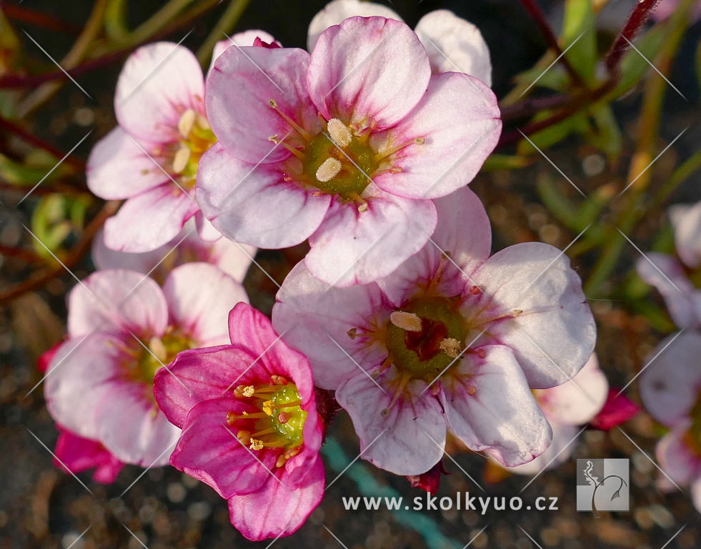 Saxifraga x arendsii ´Highlander Rose´