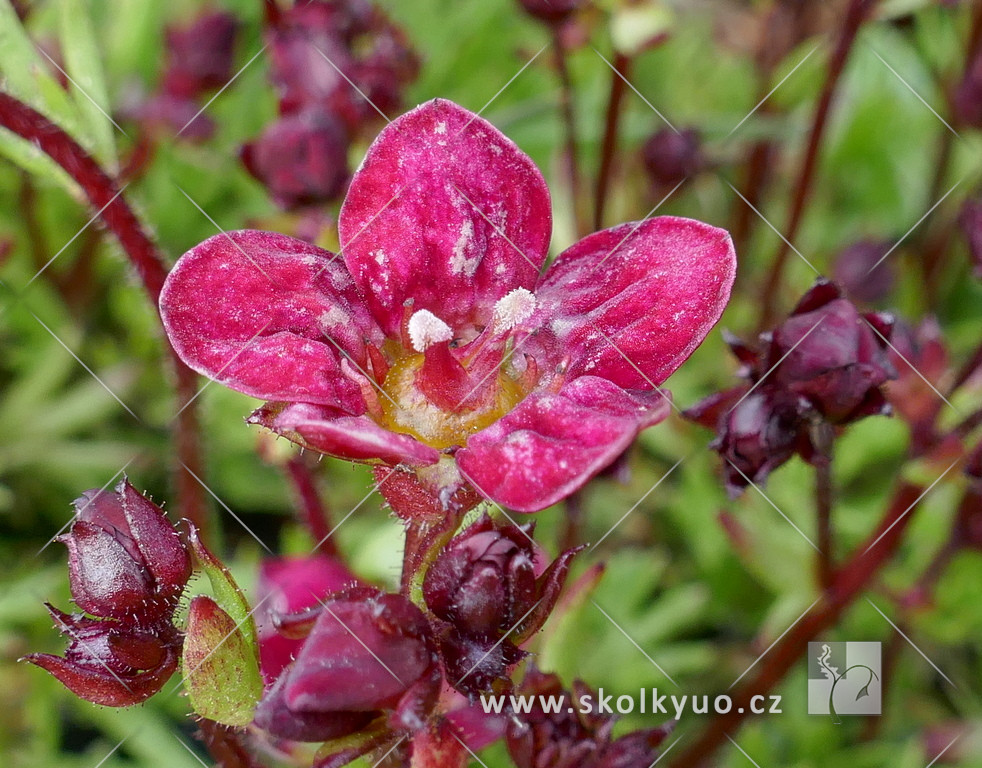Saxifraga x arendsii ´Touran Red´