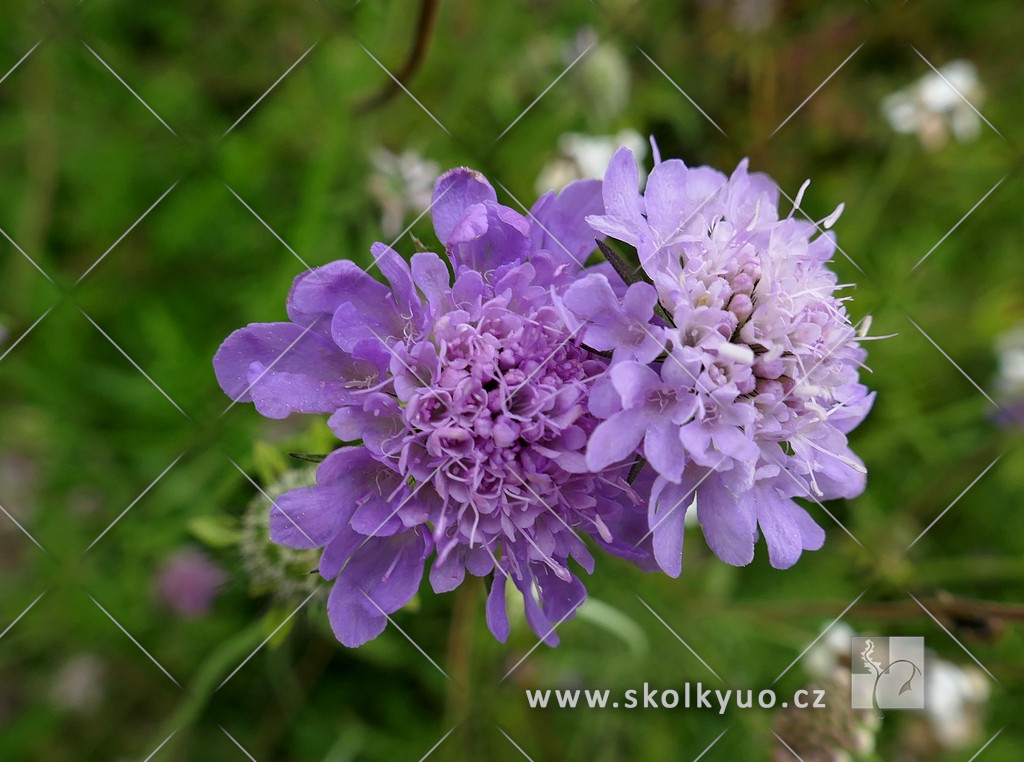 Scabiosa columbaria