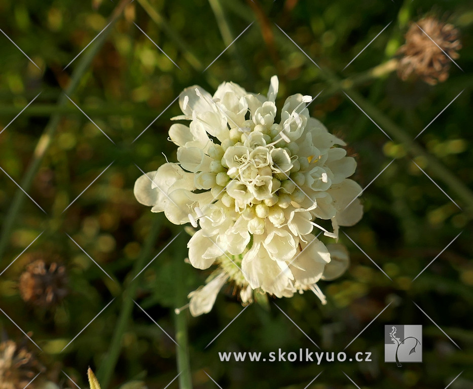 Scabiosa ochroleuca ´Moon Dance´