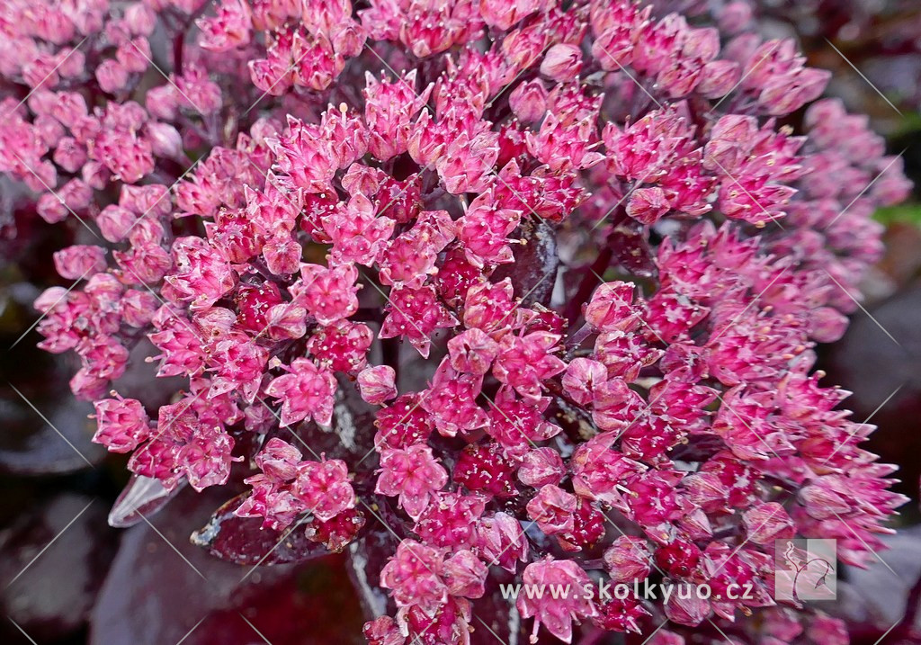 Sedum ´Dark Magic´