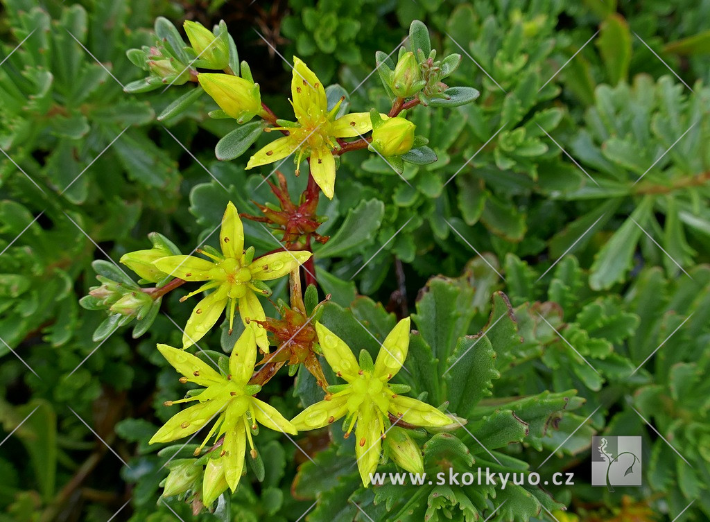 Sedum floriferum ´Weihenstephaner Gold´