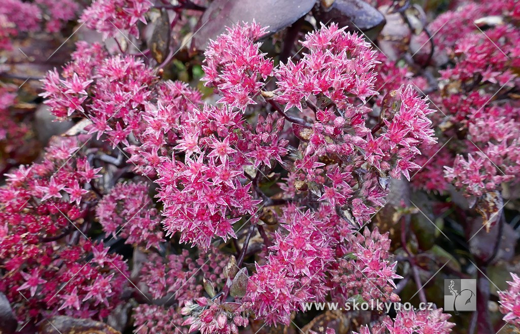 Sedum ´Chocolate´