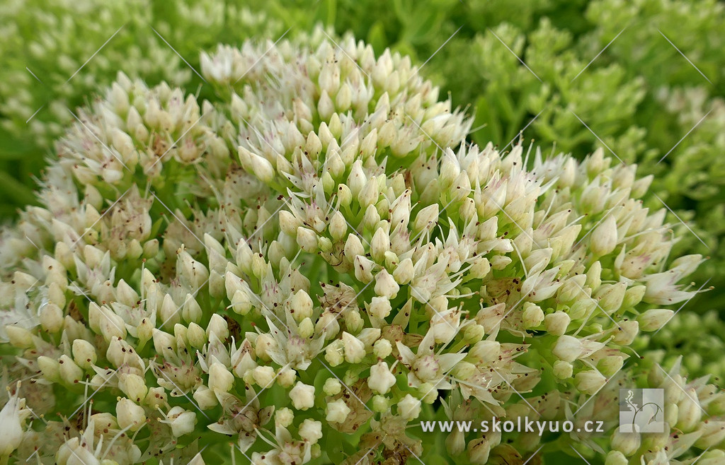 Sedum spectabile ´Iceberg´