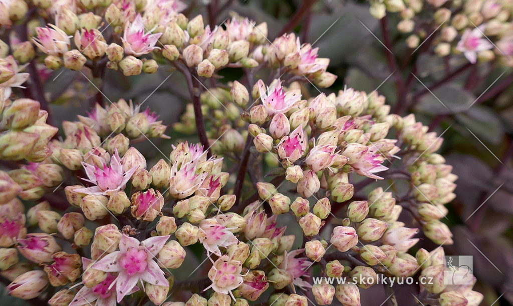 Sedum telephium ´Matrona´