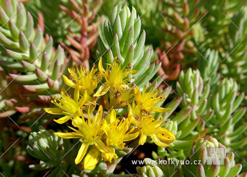 Sedum reflexum ´Red Silver´