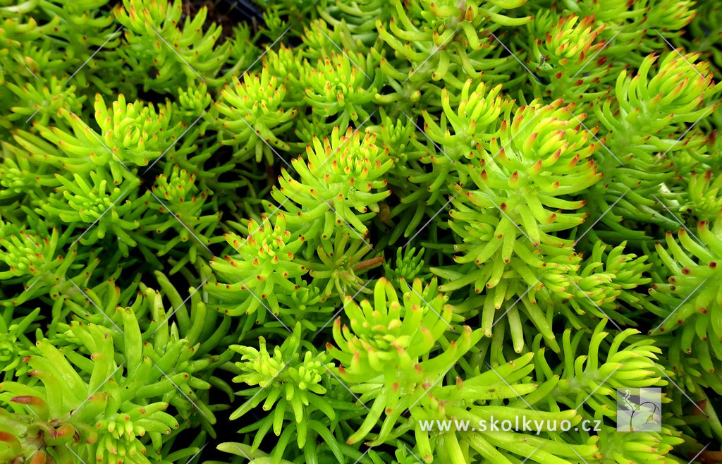 Sedum reflexum ´Angelina´