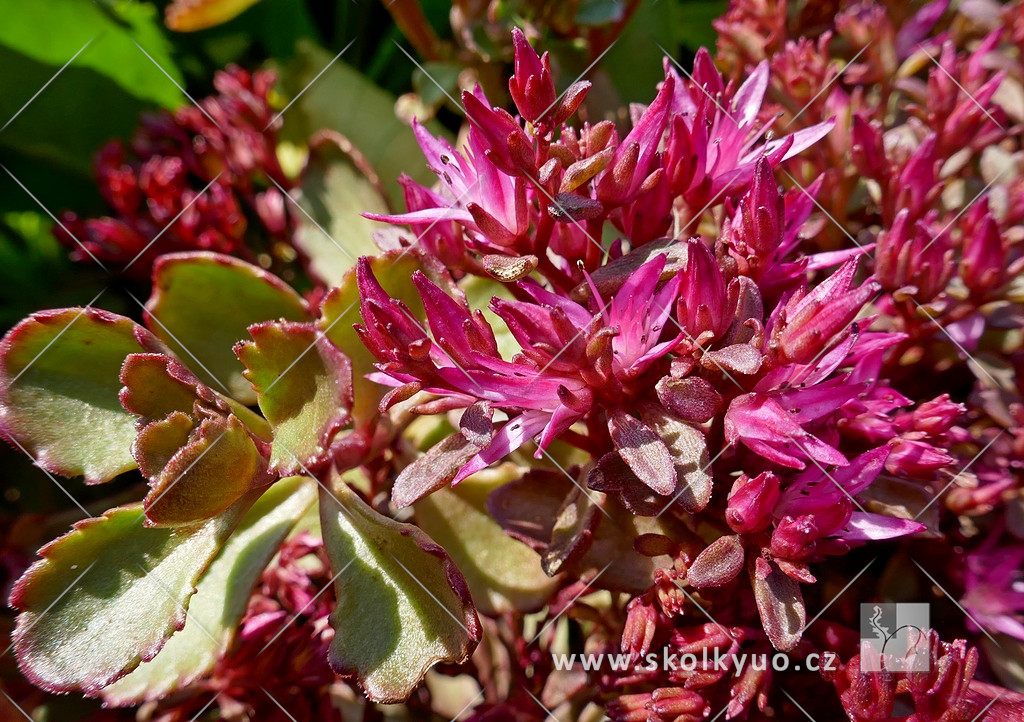 Sedum spurium ´Mahogany Red´