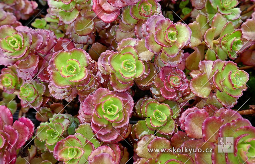 Sedum spurium ´Fuldaglut´