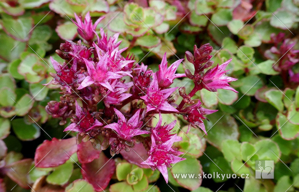 Sedum spurium ´Voodoo´