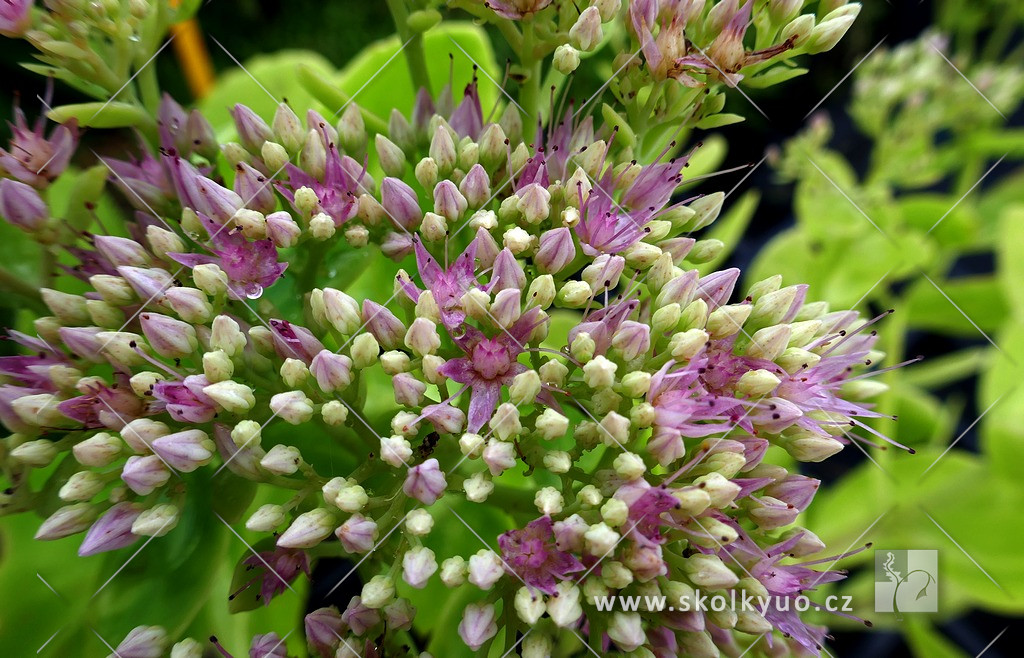 Sedum spectabile ´Carmen´