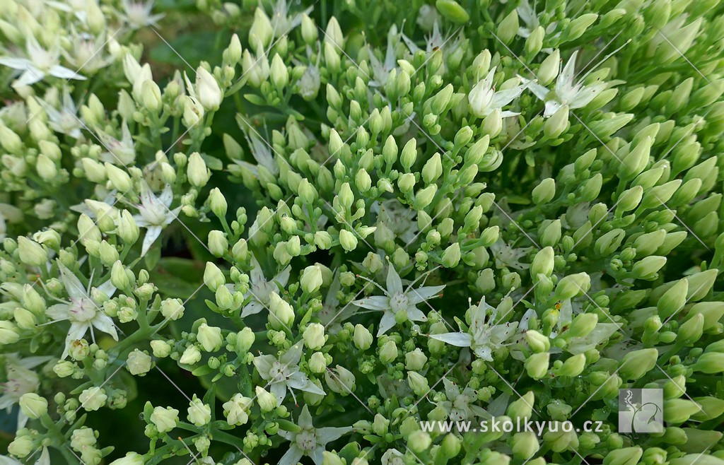 Sedum spectabile ´Stardust´