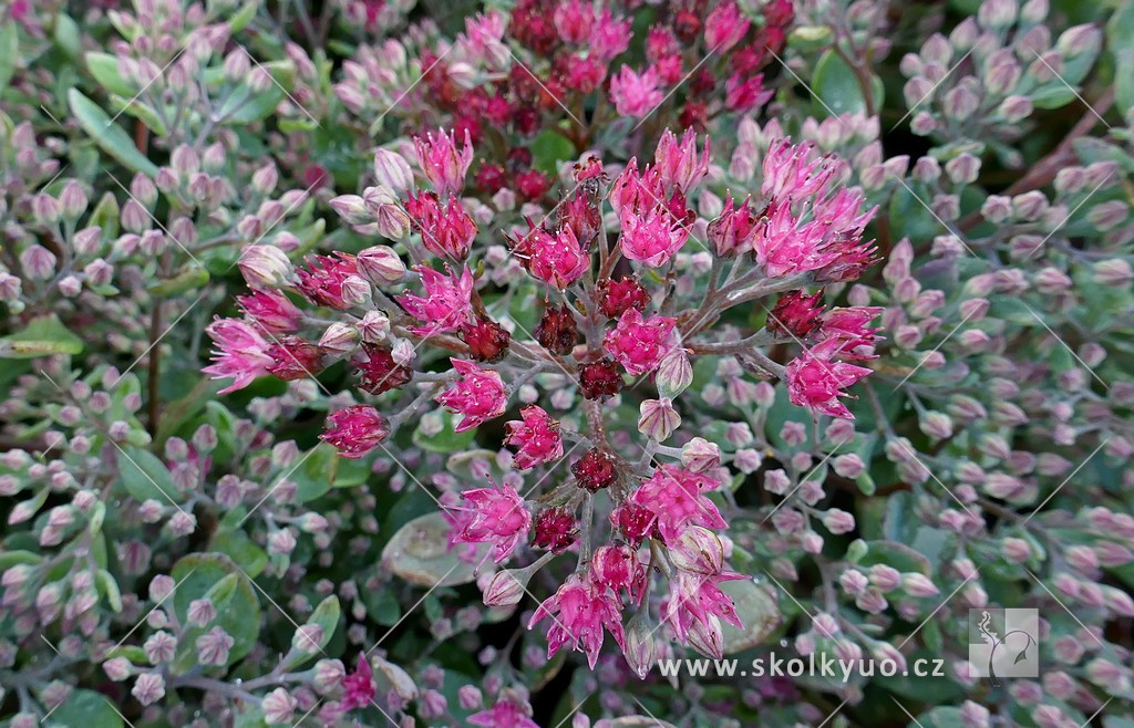 Sedum ´Vera Jameson´