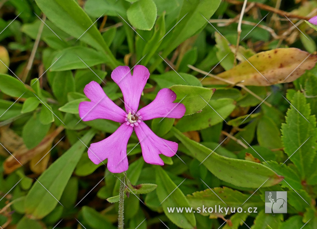 Silene schafta ´Persian Carpet´