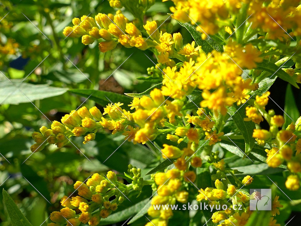 Solidago canadensis ´Little Miss Sunshine´