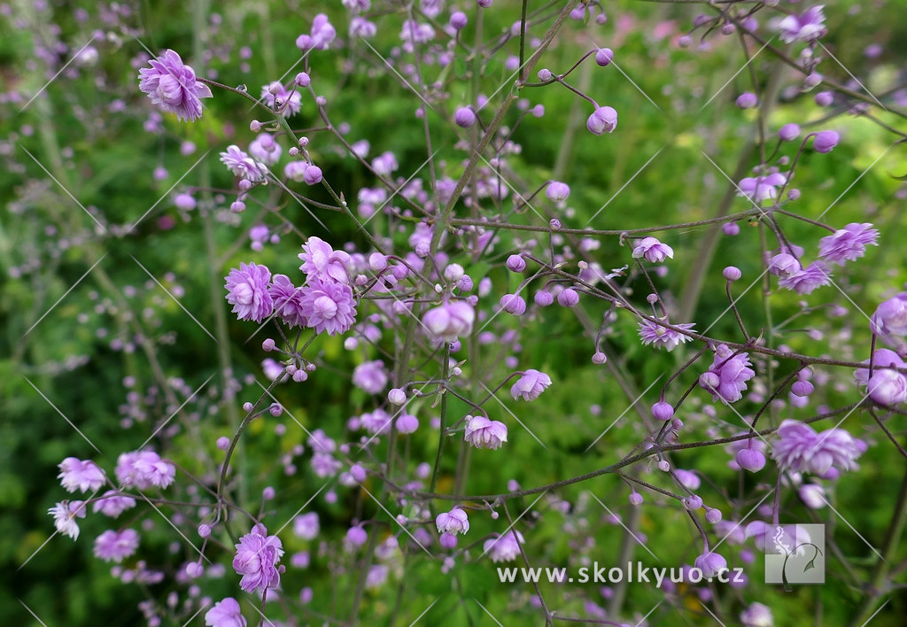 Thalictrum delavayi ´Hewitts Double´