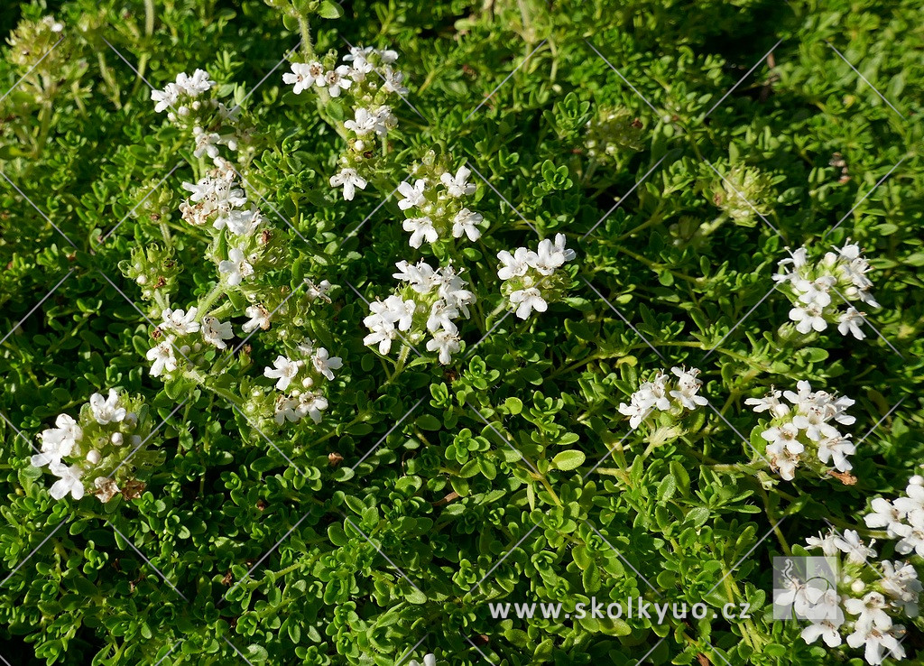 Thymus praecox ´Albiflorus´