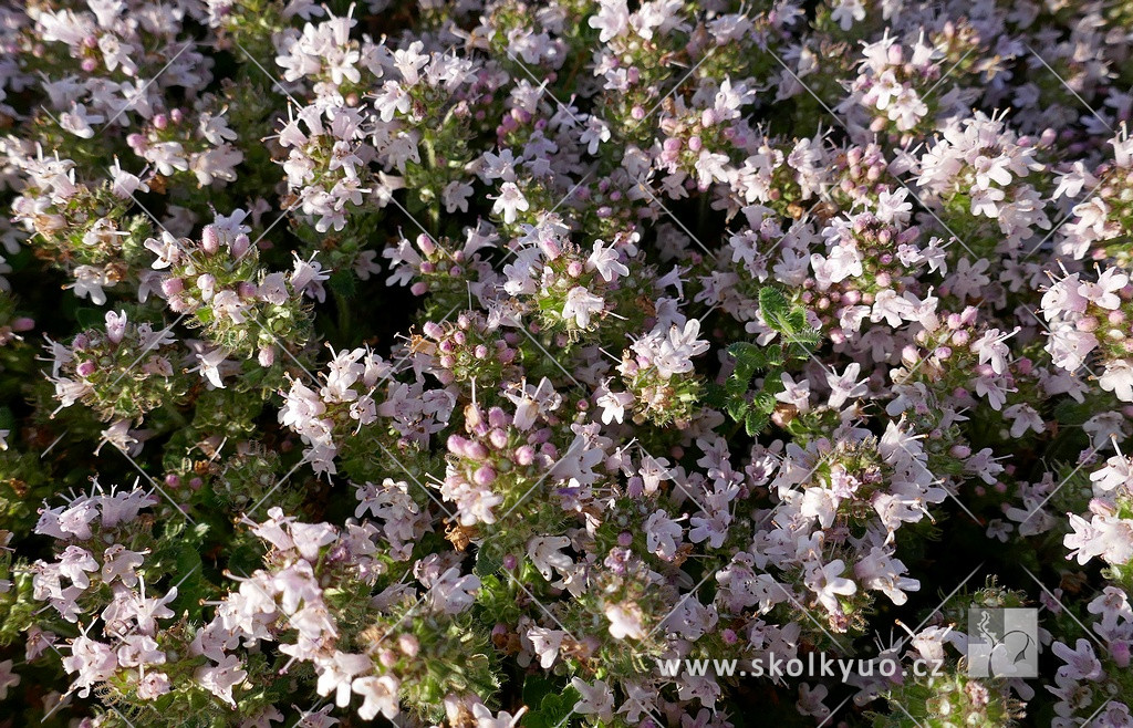 Thymus praecox ´Pink Chintz´