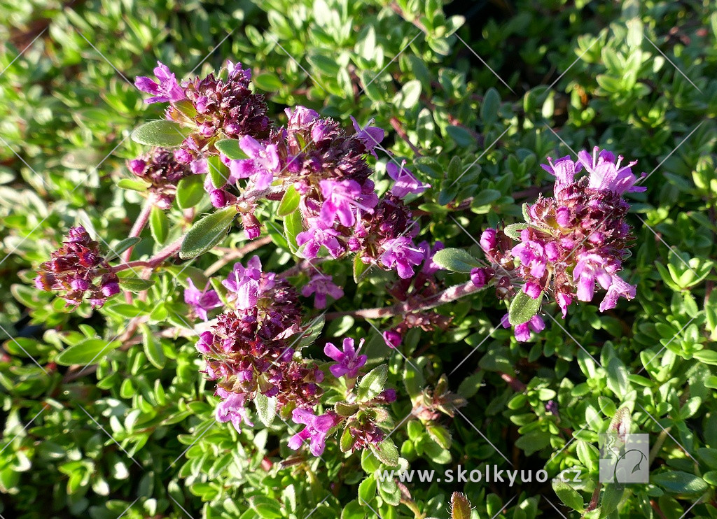 Thymus praecox ´Red Carpet´