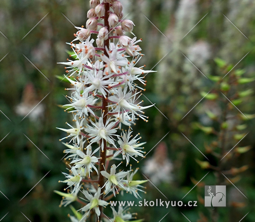 Tiarella ´Pink Skyrocket´