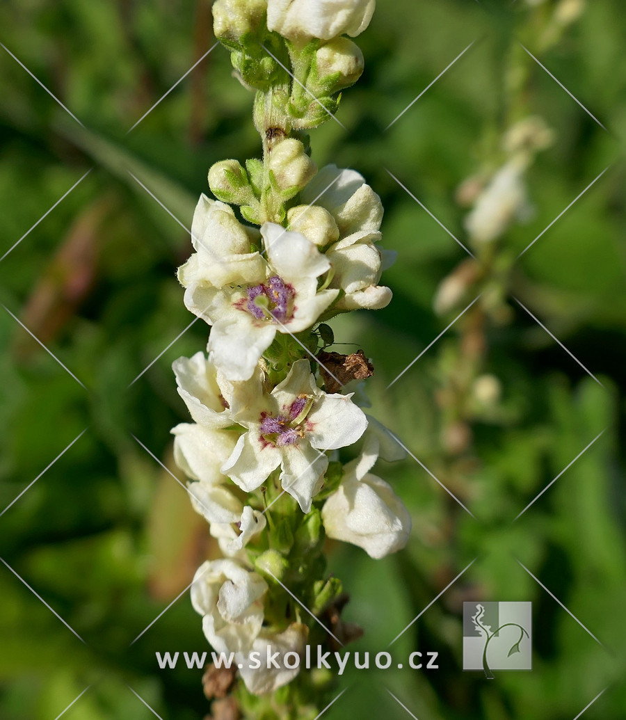 Verbascum nigrum ´Album´