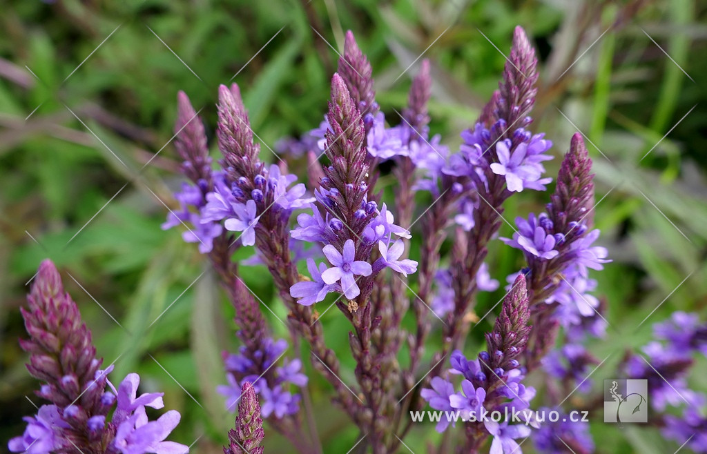 Verbena hastata ´Blue Spires´