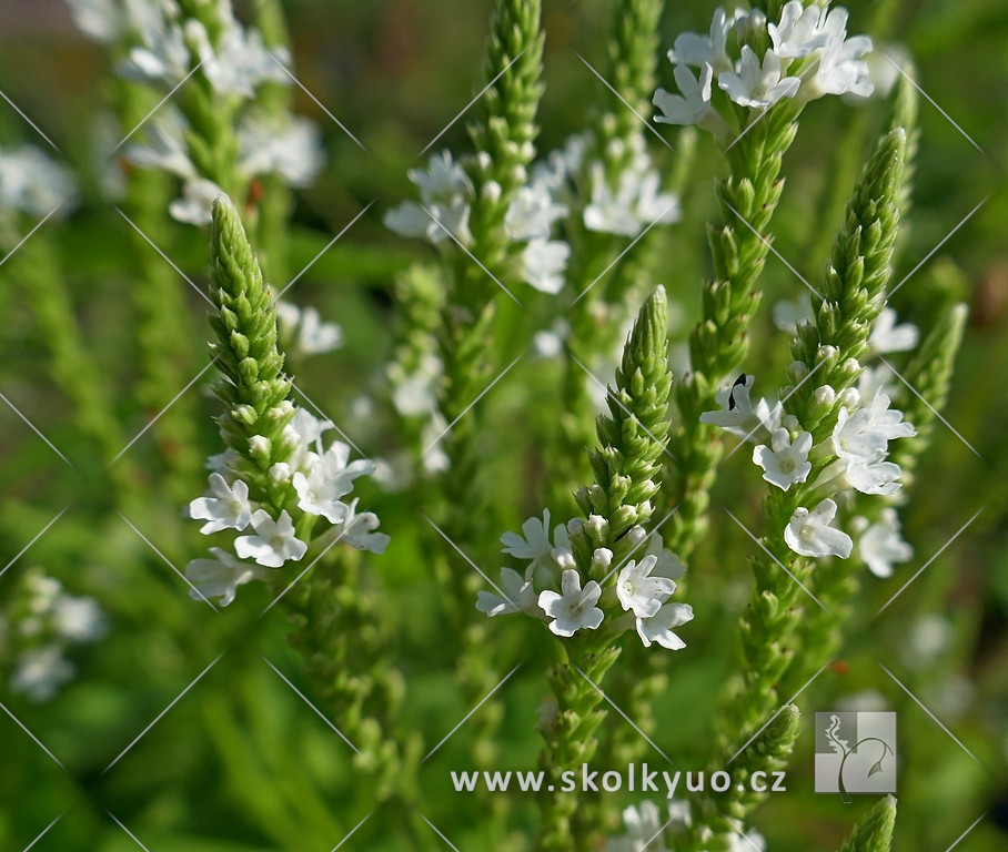 Verbena hastata ´White Spires´