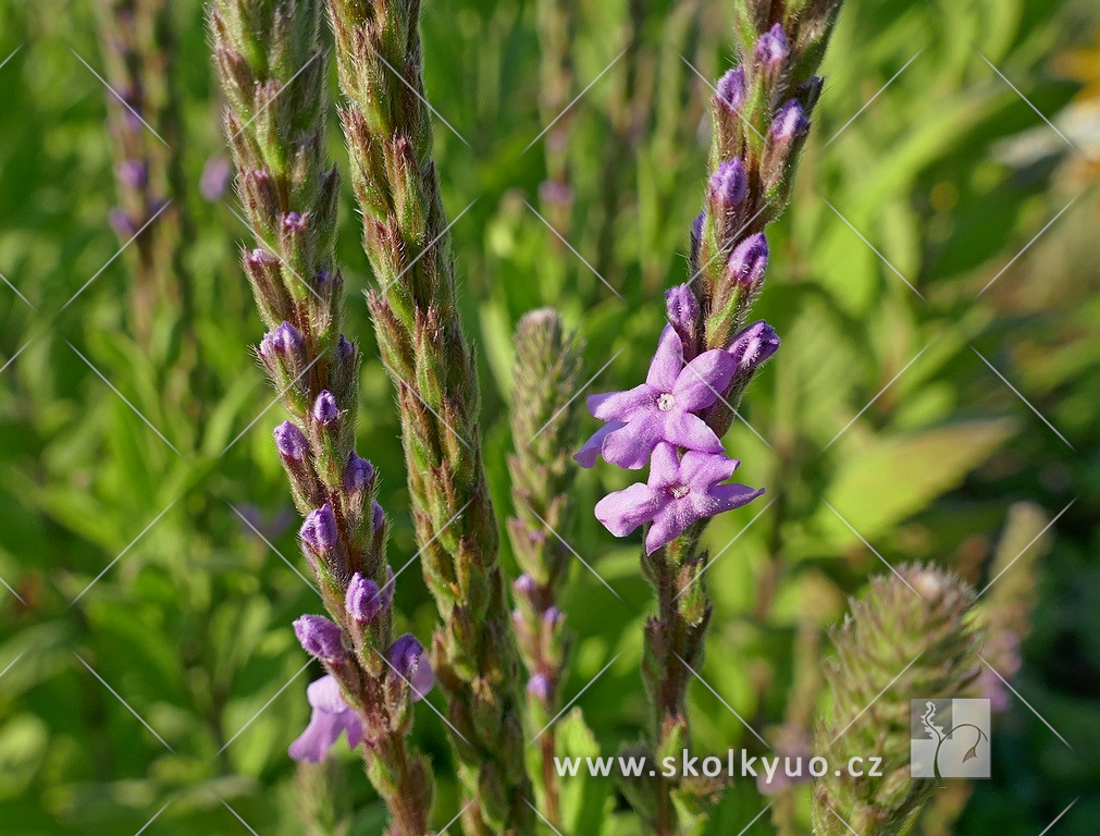 Verbena stricta