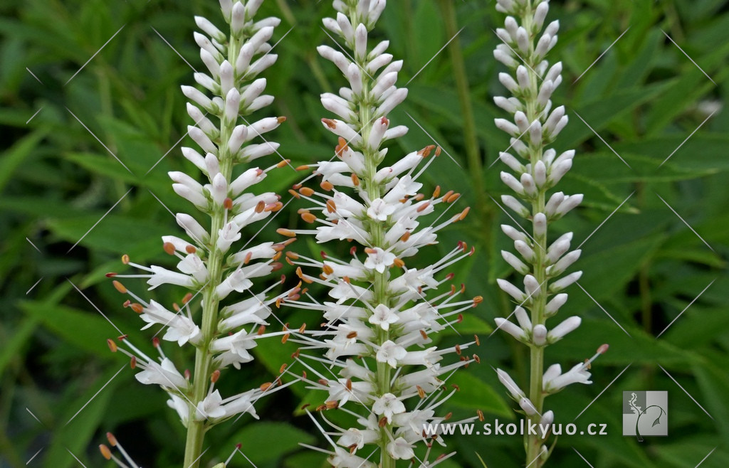 Veronicastrum virginicum ´Album´