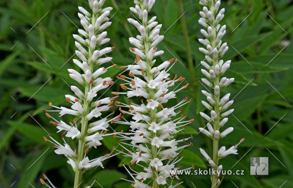 Veronicastrum virginicum ´Album´