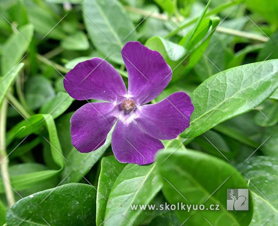 Vinca minor ´Atropurpurea´