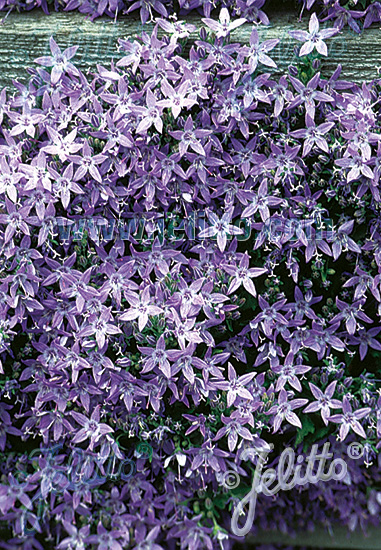 Campanula garganica