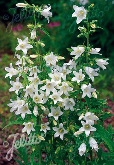 Campanula trachelium ´Alba´