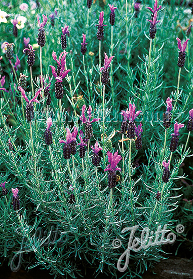 Lavandula stoechas