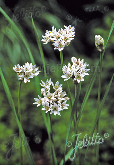 Allium ramosum