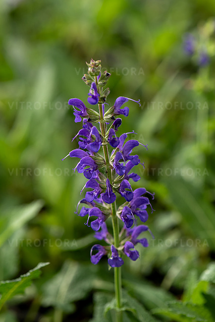 Salvia nemorosa ´Viola Klose´